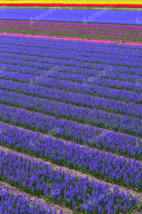 Preview: Dutch flower fields
