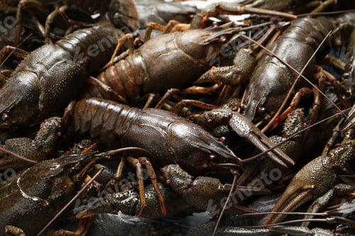 Preview: Heap of fresh raw crayfishes as background, closeup