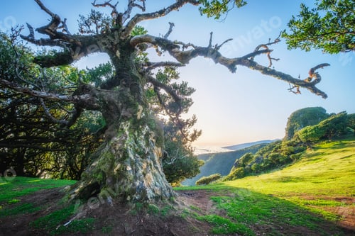 Preview: Fanal forest trees on Madeira island, Portugal