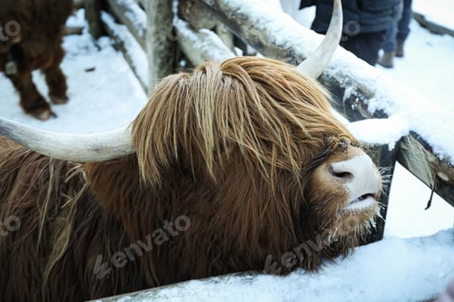 Preview: Highland cow standing outdoor in winter season