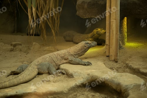 Preview: Green iguana
