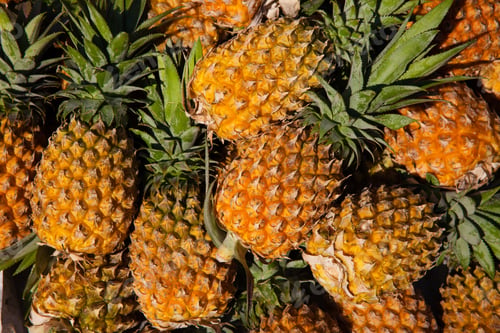 Pile of Fresh Ripe Pineapples with Green Leaves