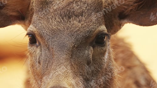 Preview: Goa, India. Sambar Or Rusa Unicolor Female. Large Deer Native To The Indian Subcontinent, South