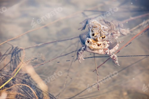 Preview: Toads in water, Bufo bufo