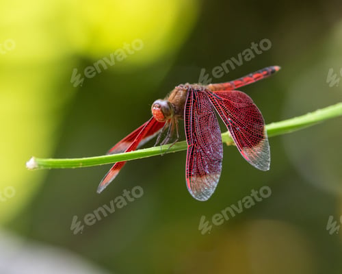Preview: Selective focus shot of a dragonfly with bright red wings on a plant stem