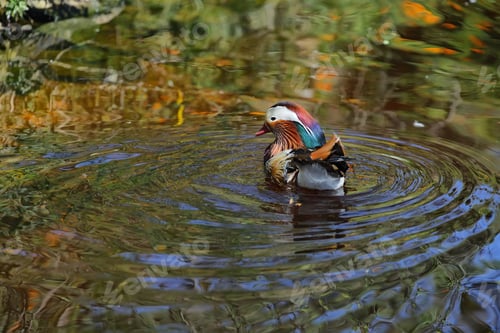 Preview: Mandarin duck (Aix galericulata) i