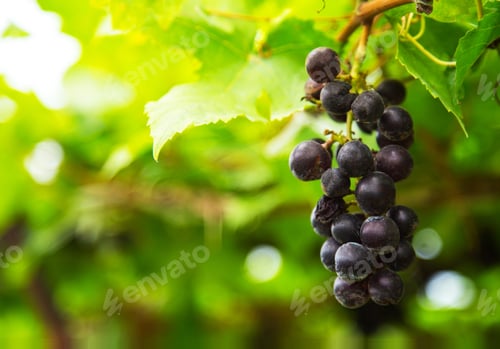 Preview: Bunch of grape