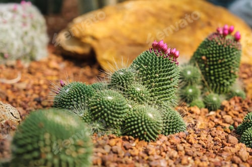 Preview: Closeup image of Lobivia arachnacantha cactus with pink flowers in botanic garden