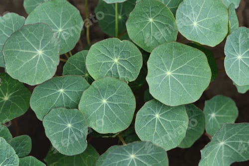 Preview: Green nasturtium leaves close-up