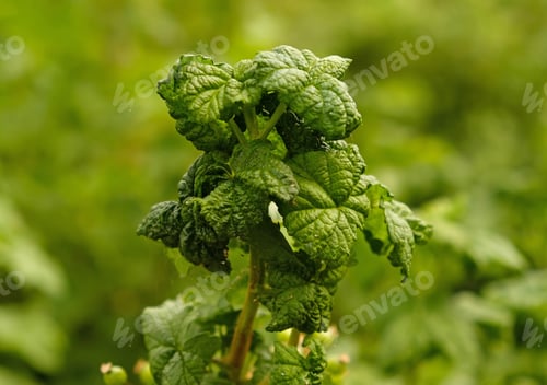 Preview: Curled currant leaf from fungal disease or aphids. Symptoms of damage