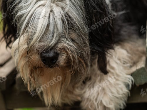 Preview: Polish Lowland Sheepdog sitting on a bench on the street. Portrait of a black white dog.