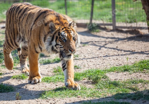 Preview: Tiger