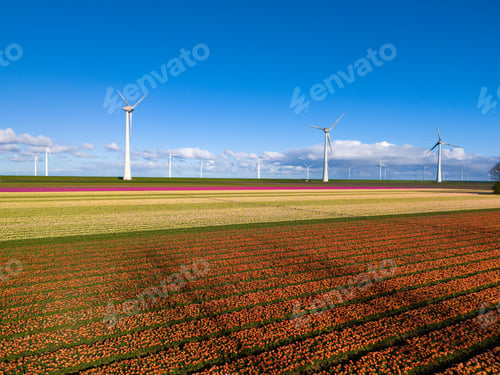 Preview: Lush tulip flowers sway gracefully in the wind as towering turbines spin in the background