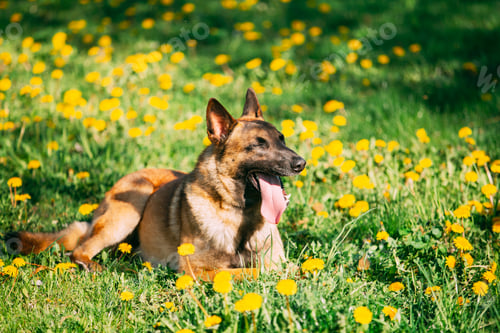 Preview: Malinois Dog Sitting Outdoors In Green Spring Meadow With Bloomi