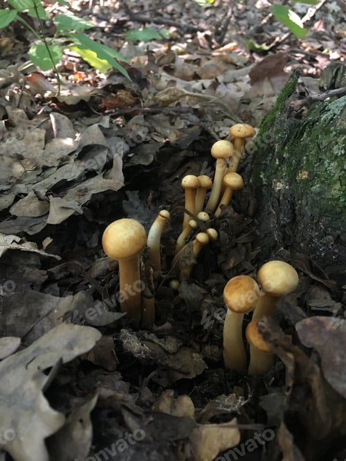 Preview: Toadstools in the forest