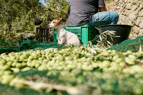 Preview: Jack russell terrier dog during olives harvesting works in countryside in mediterranean orchard.