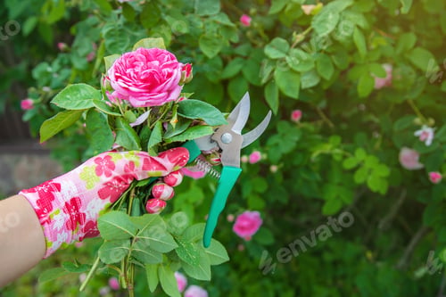 Preview: nature