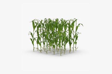 Preview: Corn Stalk Field Patch