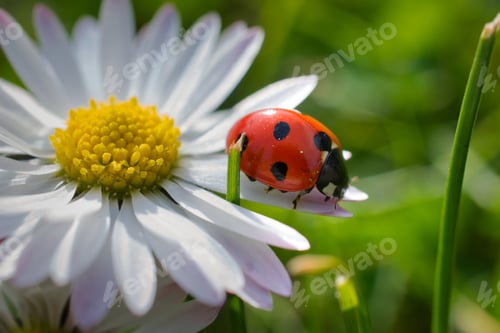 Preview: Ladybug closeup