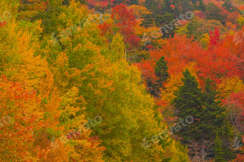 Preview: Autumn views