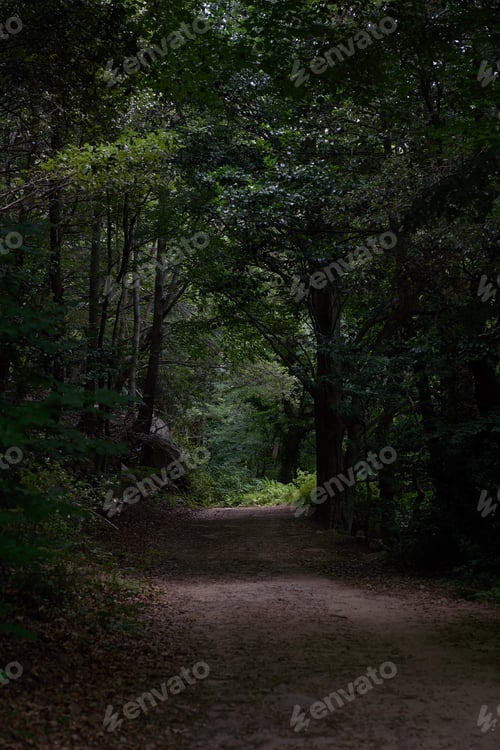 Preview: Shadow Forest Walkway
