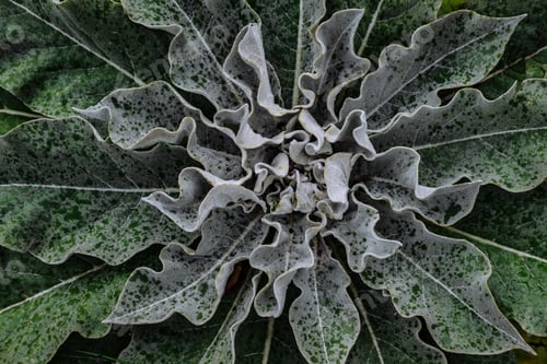 Preview: Green leaf texture. Leaf texture background