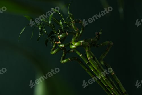 Preview: Concept of tropical and summer plant - bamboo