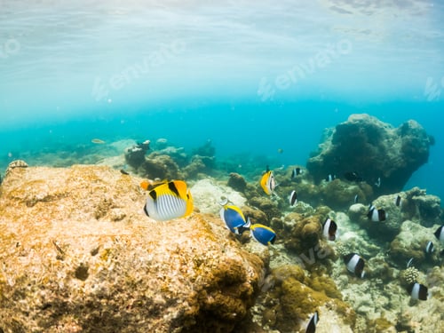Preview: corals and tropical fish underwater sea life
