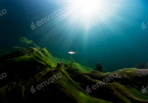 Preview: Austria, Upper Austria, European perch in Lake Gosausee