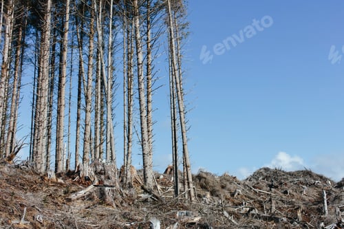 Preview: Open landscape, a hillside of logged spruce, hemlock and fir trees