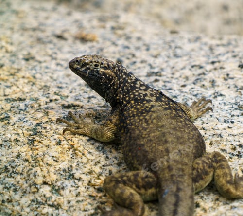 Preview: Closeup of an Atacama racer lizard (Microlophus Atacamensis) on a rock