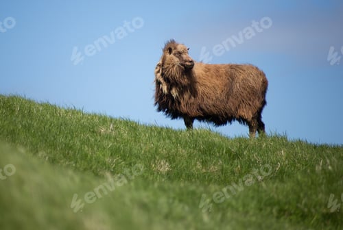 Preview: Big Faroe sheep standing on a meadow against a clear cloudless sky