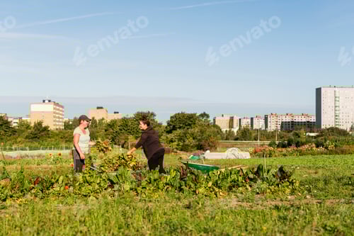 Preview: Two women working on allotment