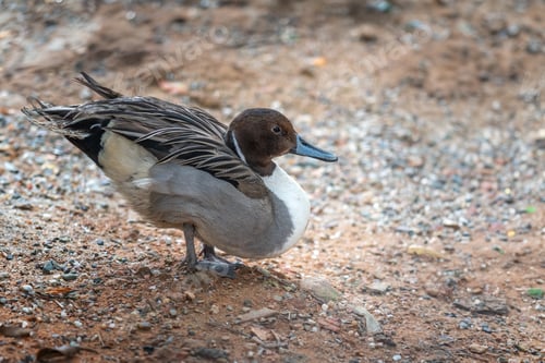 Preview: Northern pintail (Anas acuta) - waterfowl
