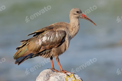 Preview: Hadeda ibis perched on a rock