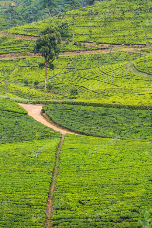 Preview: Tea plantation