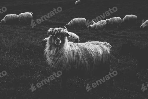 Preview: Black and white sheep