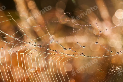 Preview: Beautiful pattern of spider's web with dewdrops on green background, Nature background