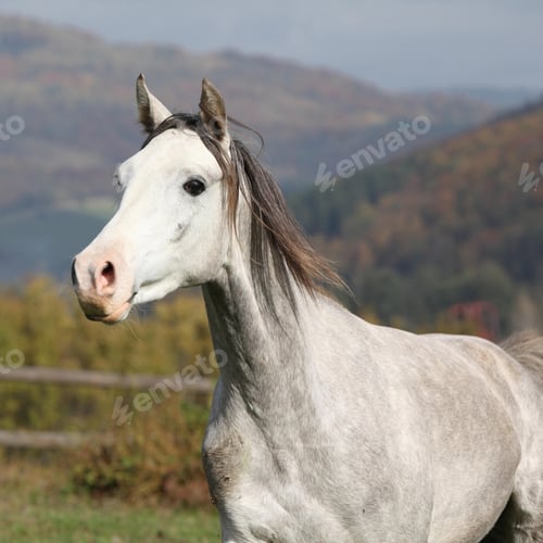Preview: arabian, horse, mare, stallion, riding