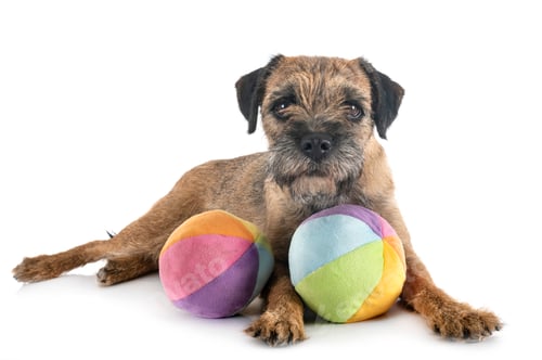Preview: young border terrier