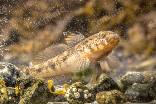 Preview: Marine fish Black Goby