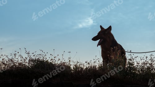 Preview: German Shepard silhouette photograph in the grass field low angle
