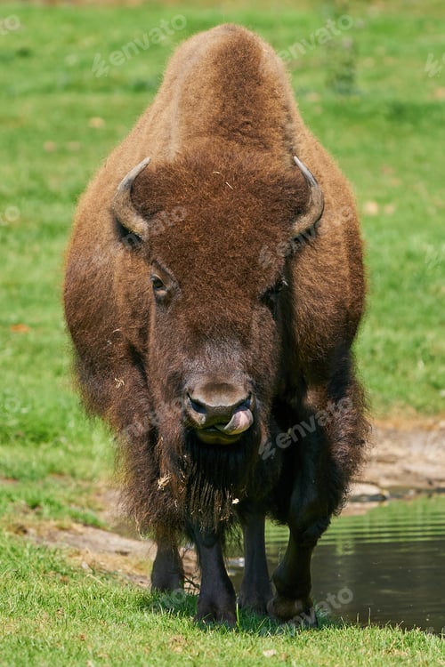 Preview: American bison (Bison bison)