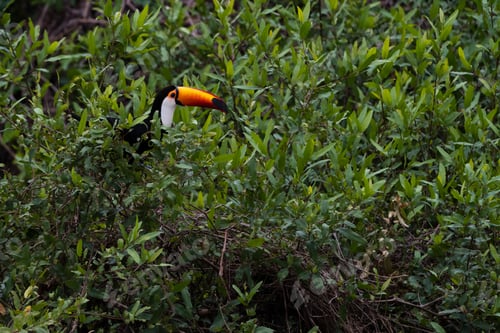 Preview: Toucan perched among lush green foliage