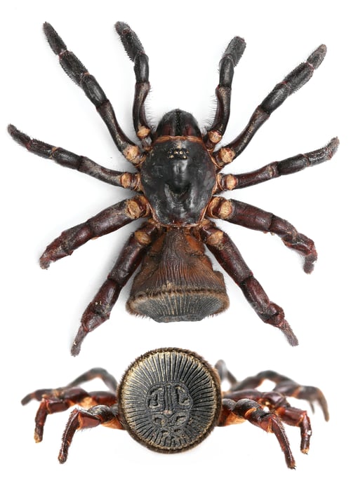 Preview: Beautiful spider collection: Cyclocosmia latusicosta