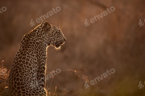 Preview: A leopard, Panthera pardus, sits with its back to the camera, in soft sunset light, backlit