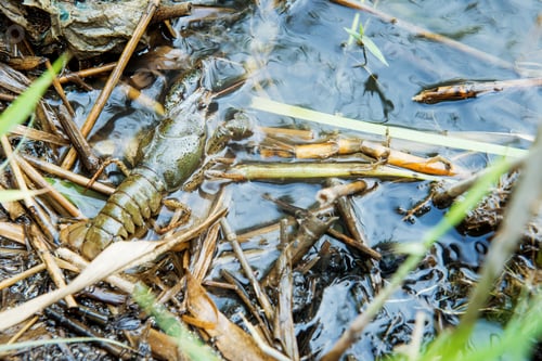 Preview: Crayfish in the wild