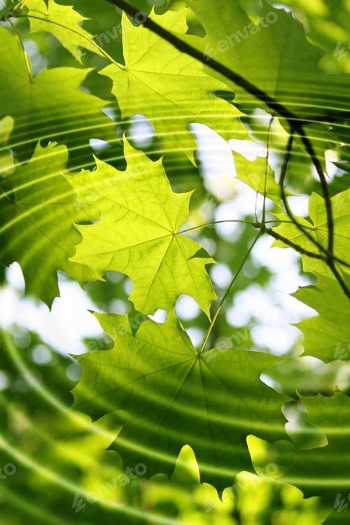 Preview: Branch of green maple with water ripples