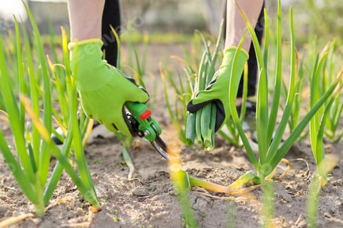 Preview: Hands of gardener cutting green onions in vegetable garden