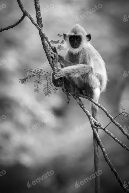 Preview: Young tufted gray langur monkey sitting on a tree branch and looking at the camera.